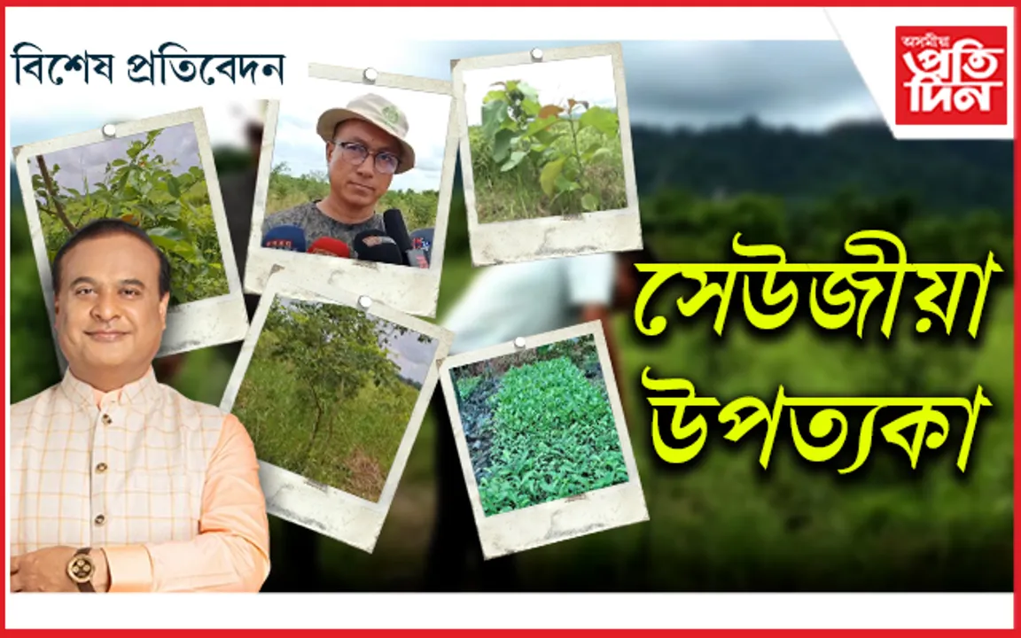 অমৃত বৃক্ষৰ অৰণ্য গঢ়িছে মাজবাট আঞ্চলিক বন বিভাগে...